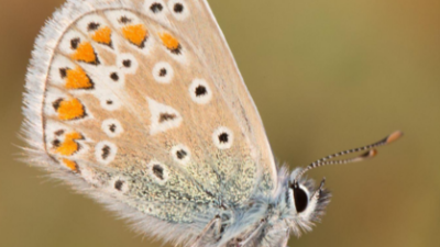 Biodiversity and Agriculture