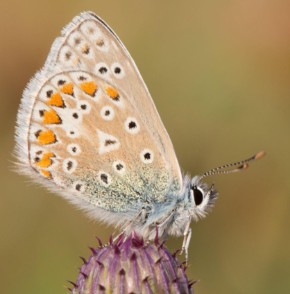 A Common Blue butterfly